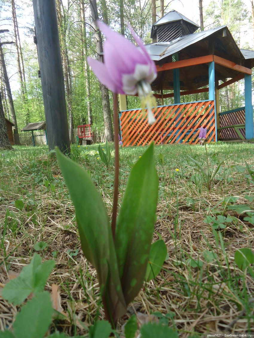 Друзья в Манжероке — Советские винтажные куклы (СССР): Ленигрушка
