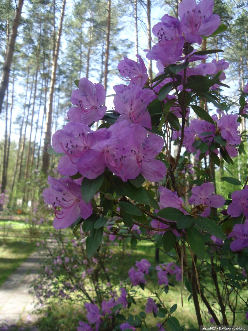 Друзья в Манжероке — Советские винтажные куклы (СССР): Ленигрушка (фото 2)