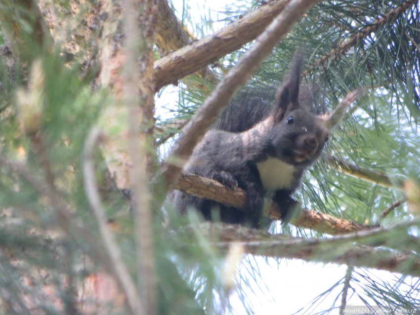 Оля. Гора Тугая — Советские винтажные куклы (СССР): Ленигрушка