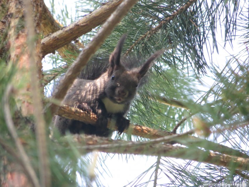 Оля. Гора Тугая — Советские винтажные куклы (СССР): Ленигрушка