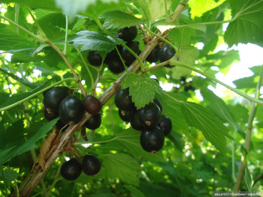 Леночка и Лёнечка — Советские винтажные куклы (СССР): Ленигрушка