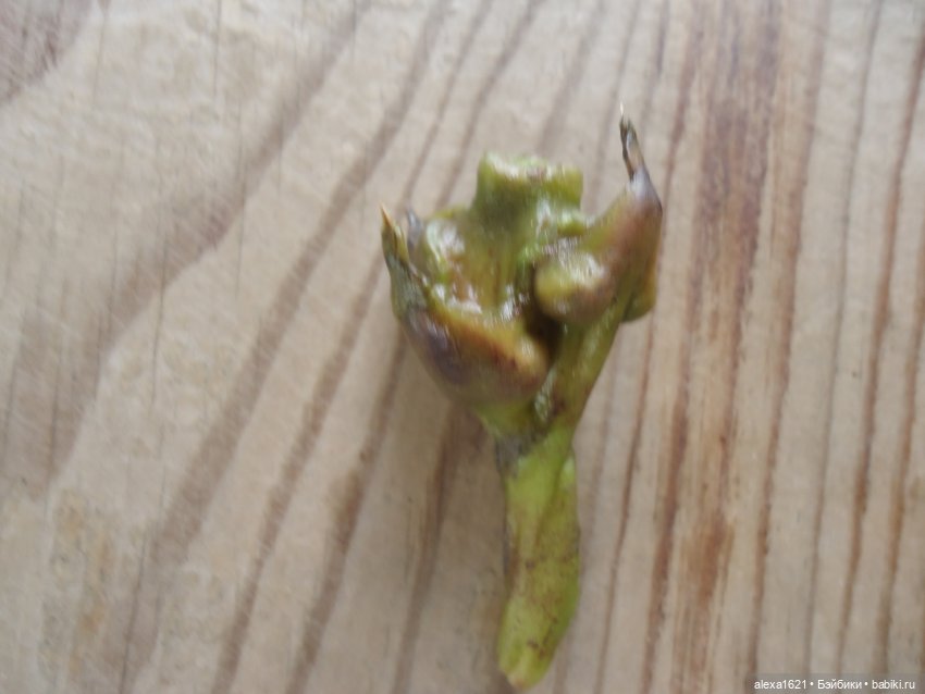 Ева в Мажероке — Куклы Berjuan (Бержуан): Биггерсы (Biggers) (фото 3)