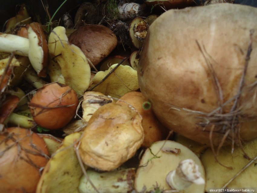 Ева в Мажероке — Куклы Berjuan (Бержуан): Биггерсы (Biggers)