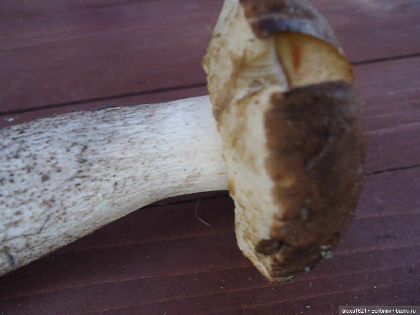 Ева в Мажероке — Куклы Berjuan (Бержуан): Биггерсы (Biggers)