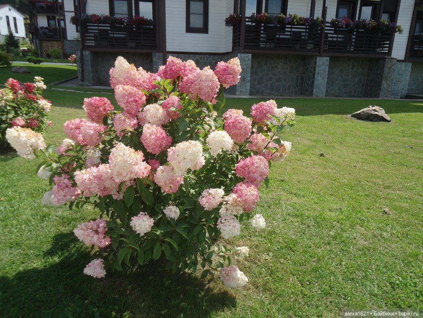 Ева в Мажероке — Куклы Berjuan (Бержуан): Биггерсы (Biggers) (фото 9)