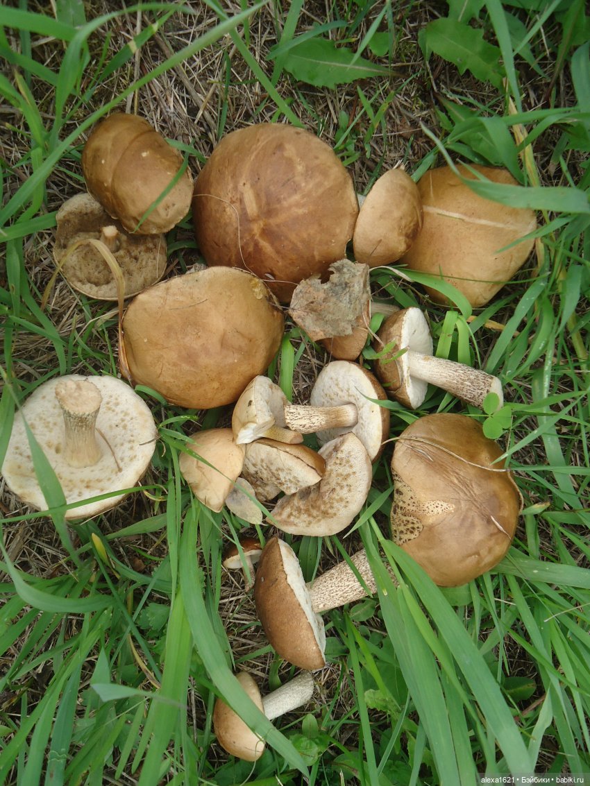 Ева в Мажероке — Куклы Berjuan (Бержуан): Биггерсы (Biggers)