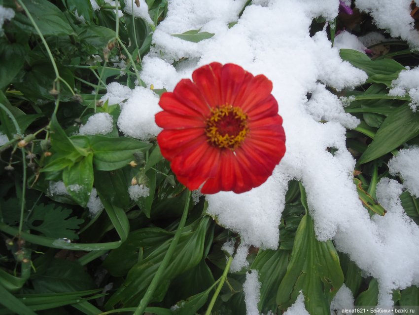 Танюшка — Советские винтажные куклы (СССР): Ленигрушка (фото 8)