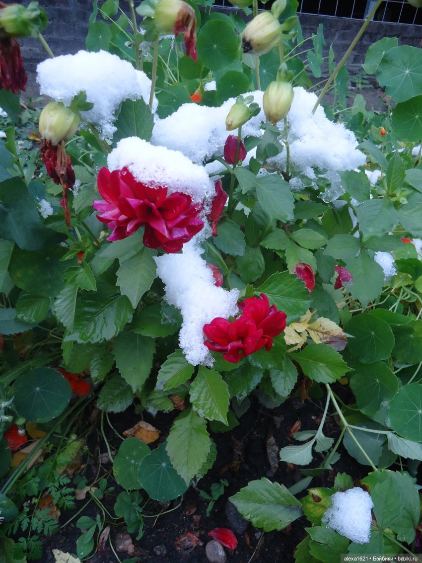 Танюшка — Советские винтажные куклы (СССР): Ленигрушка (фото 7)