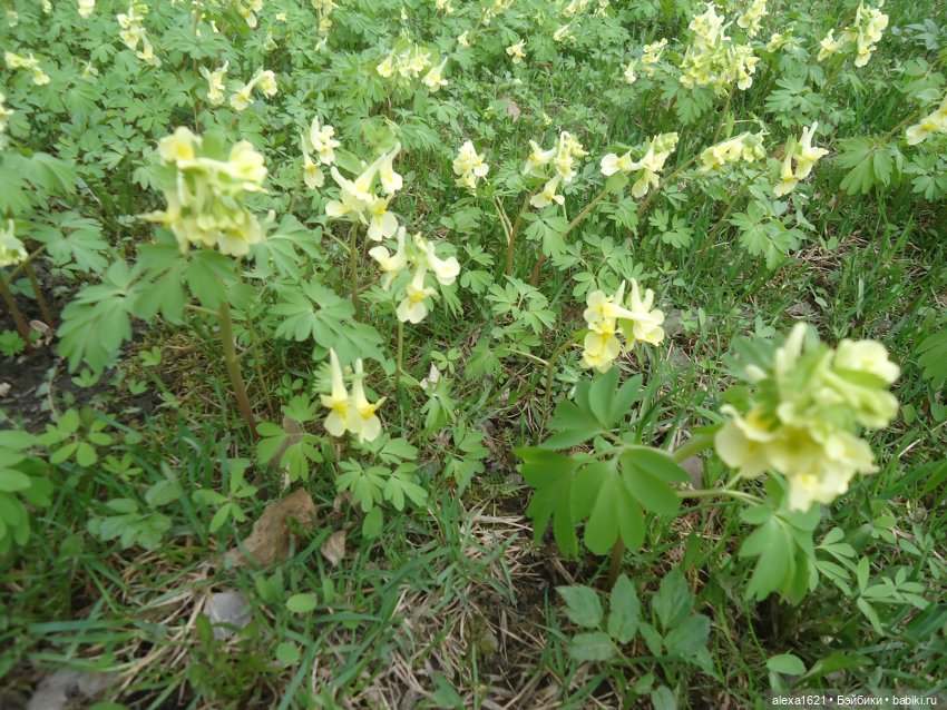 Моя Сорайа — Куклы Paola Reina (Паола Рейна): новинки (фото 8)