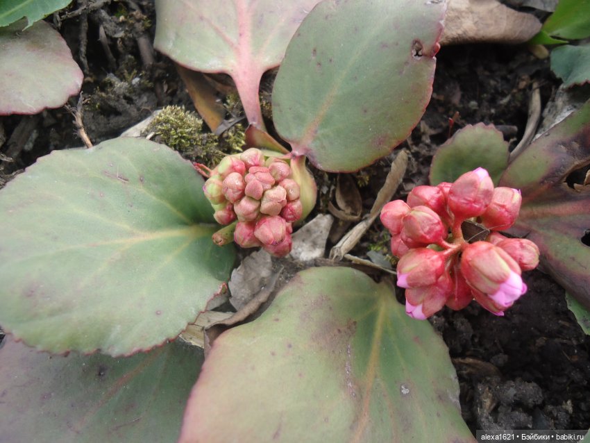 Моя Сорайа — Куклы Paola Reina (Паола Рейна): новинки (фото 9)