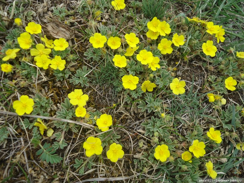 Росела Цветет маральник — Куклы Paola Reina (Паола Рейна): новинки