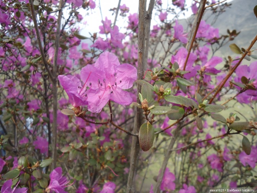 Росела Цветет маральник — Куклы Paola Reina (Паола Рейна): новинки