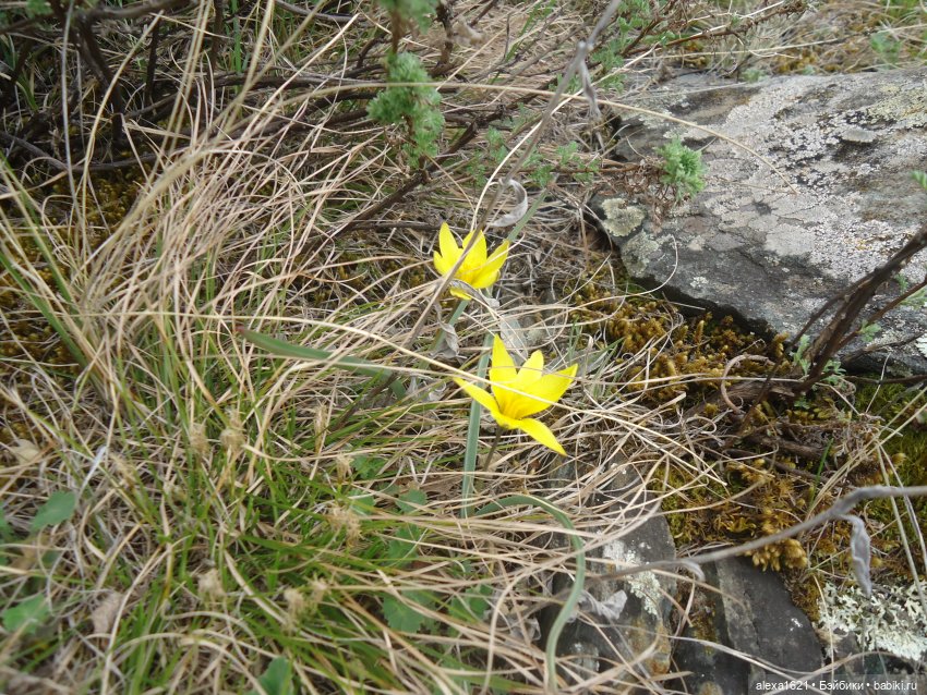 Росела Калбак-Таш Петроглифы