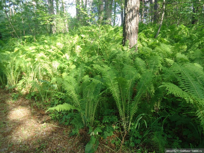 Алёнка Финские Дачи — Советские винтажные куклы (СССР): Ленигрушка