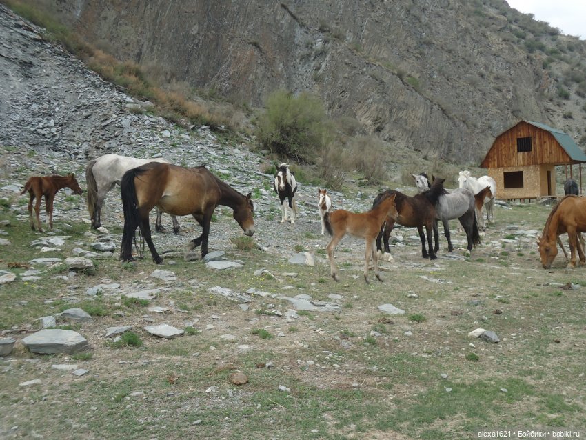 Росела Калбак-Таш Петроглифы