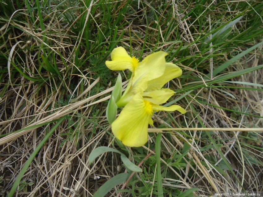 Росела Калбак-Таш Петроглифы