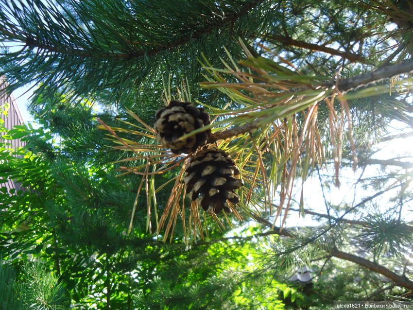 Алёнка Финские Дачи — Советские винтажные куклы (СССР): Ленигрушка (фото 3)