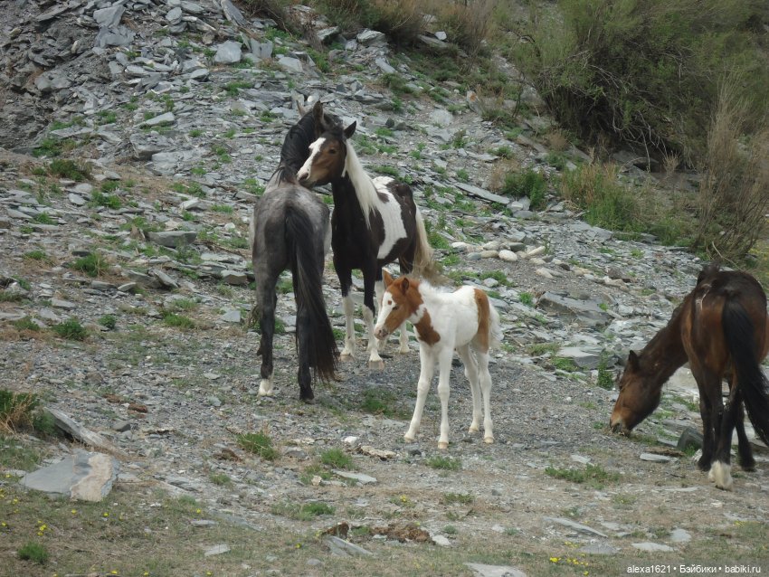 Росела Калбак-Таш Петроглифы