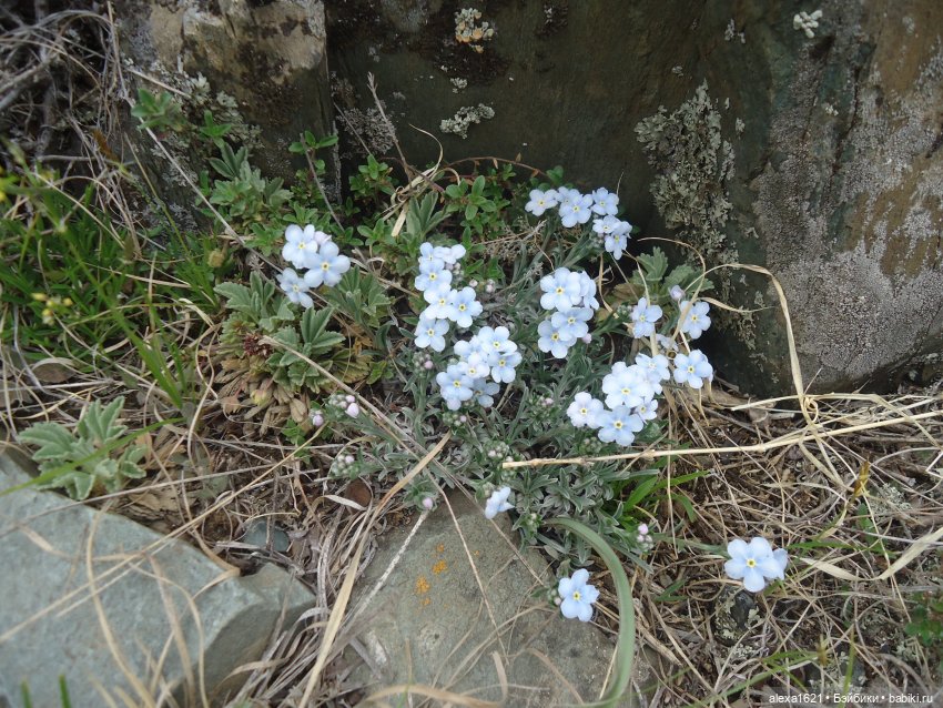 Росела Калбак-Таш Петроглифы