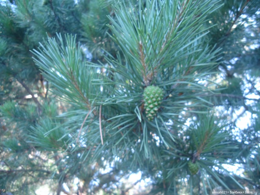 Алёнка Финские Дачи — Советские винтажные куклы (СССР): Ленигрушка