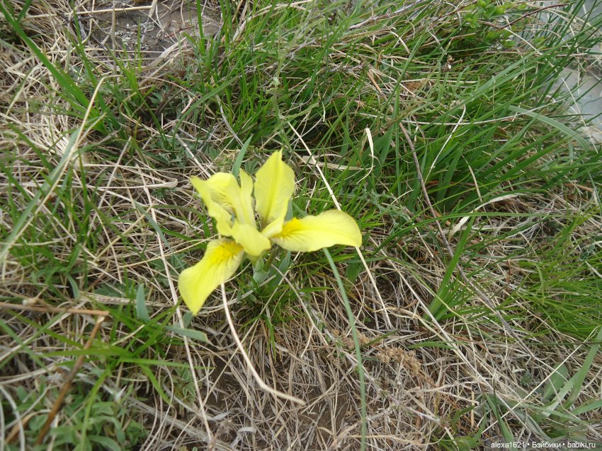 Росела Калбак-Таш Петроглифы