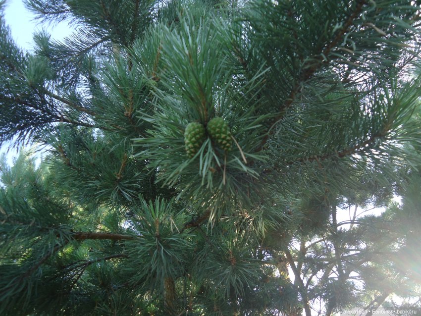 Алёнка Финские Дачи — Советские винтажные куклы (СССР): Ленигрушка