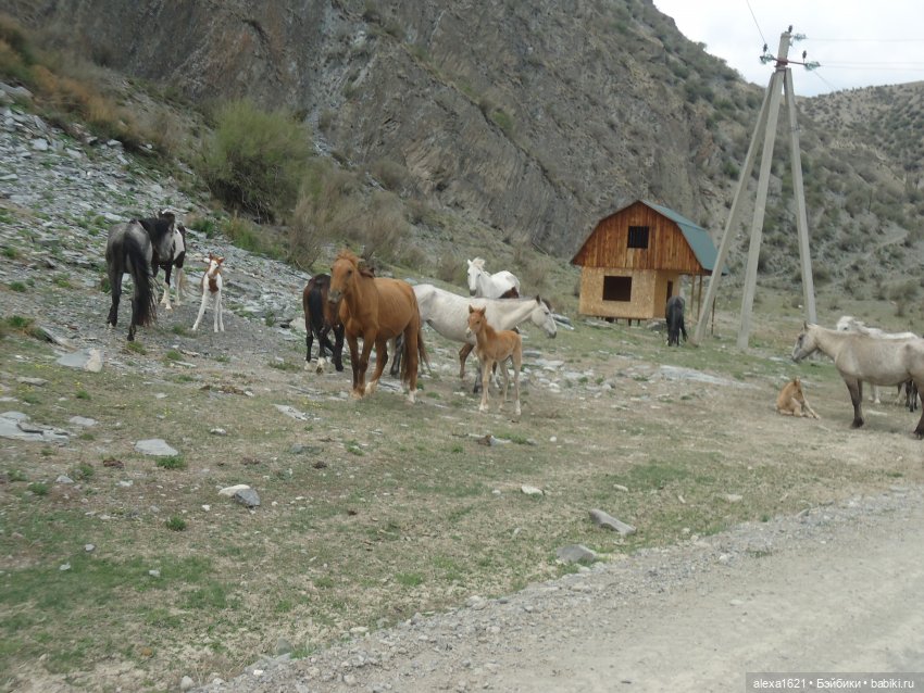 Росела Калбак-Таш Петроглифы