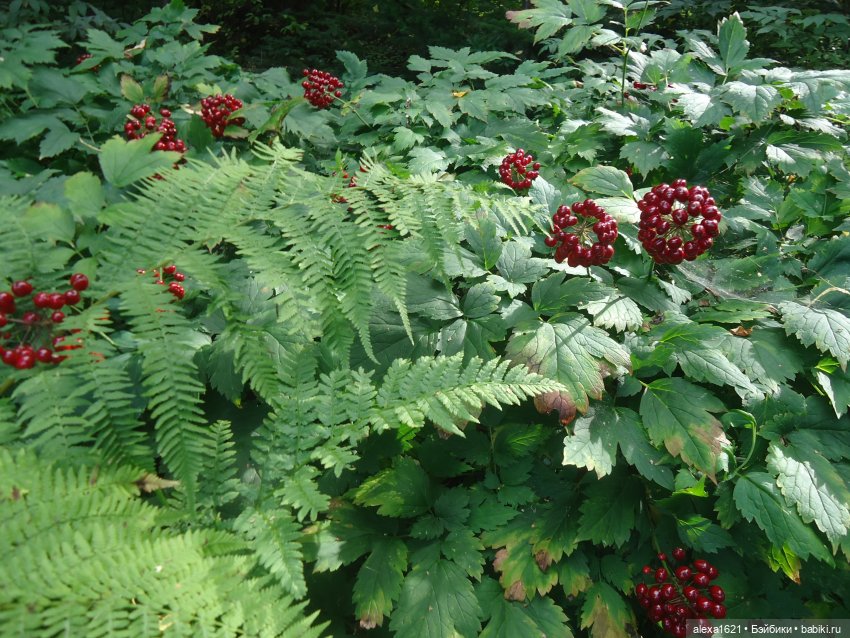 Вика в Томске - ярмарка, Инженерный дворик и Ботанический сад