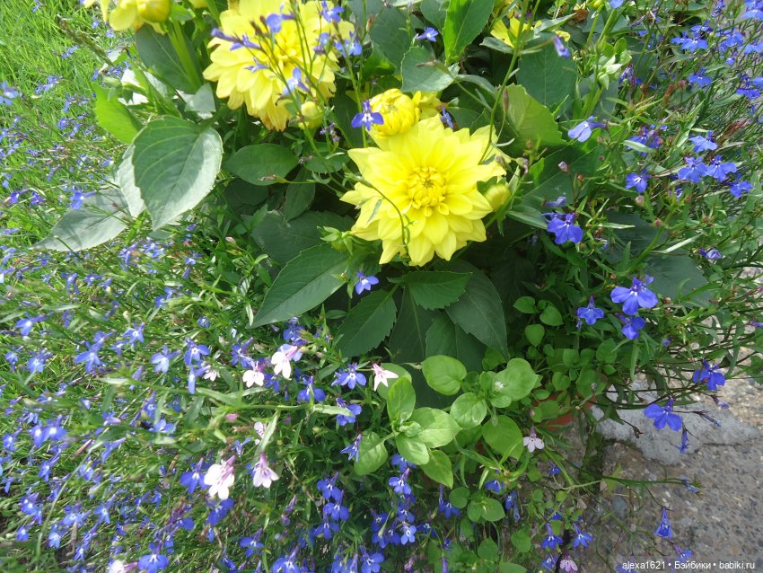 Вика в Томске - ярмарка, Инженерный дворик и Ботанический сад