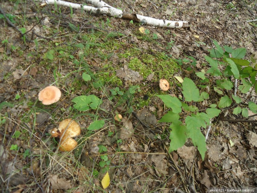 Ирочка - Агростанция — Советские винтажные куклы (СССР): Ленигрушка