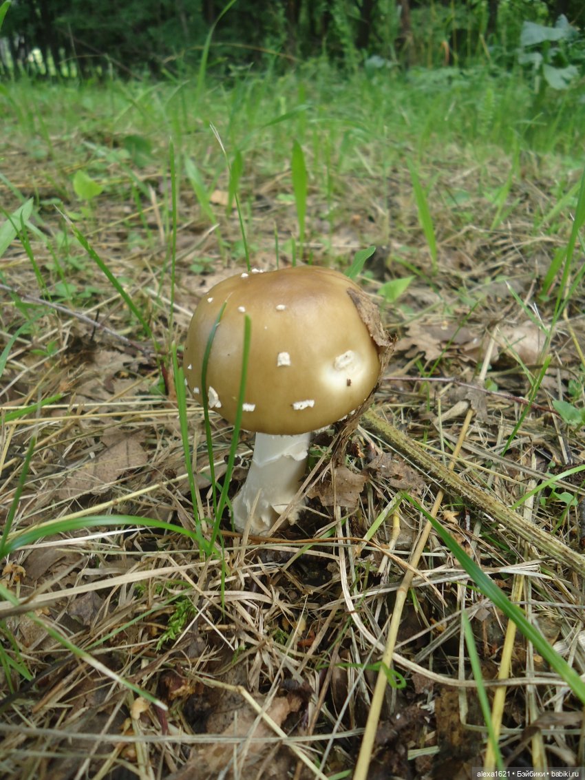 Ирочка - Агростанция — Советские винтажные куклы (СССР): Ленигрушка