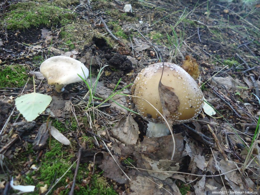 Ирочка - Агростанция — Советские винтажные куклы (СССР): Ленигрушка