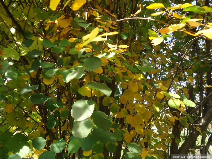 Малышка-звездочка - Перезагрузка