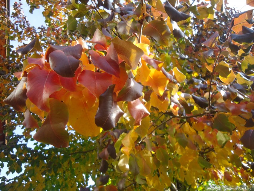 Малышка-звездочка - Перезагрузка