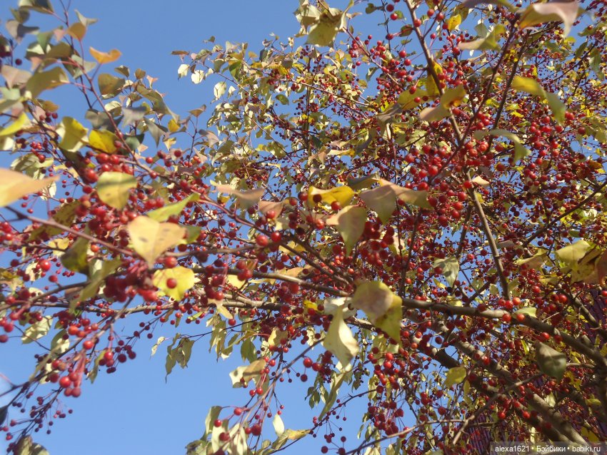 Малышка-звездочка - Перезагрузка