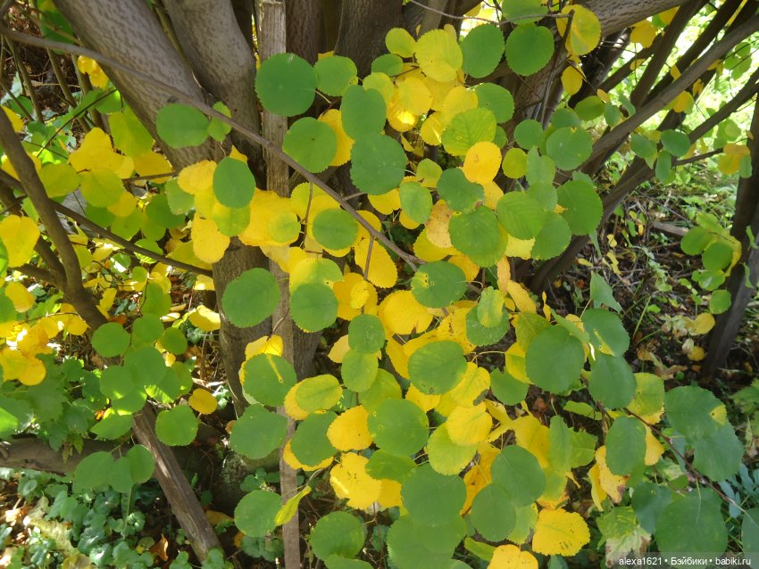 Малышка-звездочка - Перезагрузка