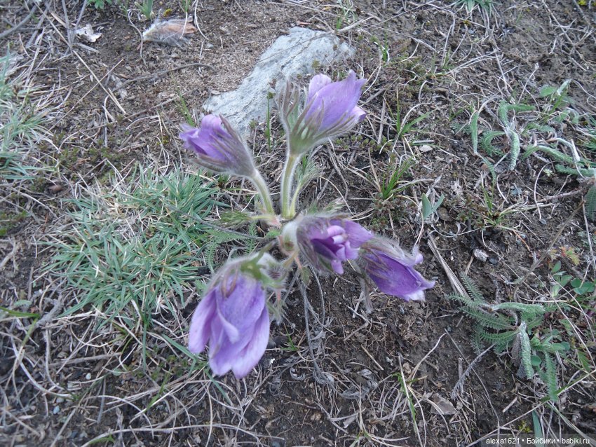 Ирочка, Гейзеровое озеро, маральник (фото 7)
