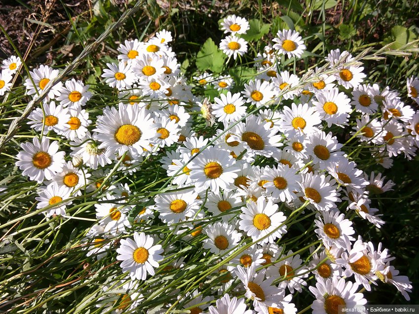 Шурочка (Аским) — Советские винтажные куклы (СССР): Ленигрушка