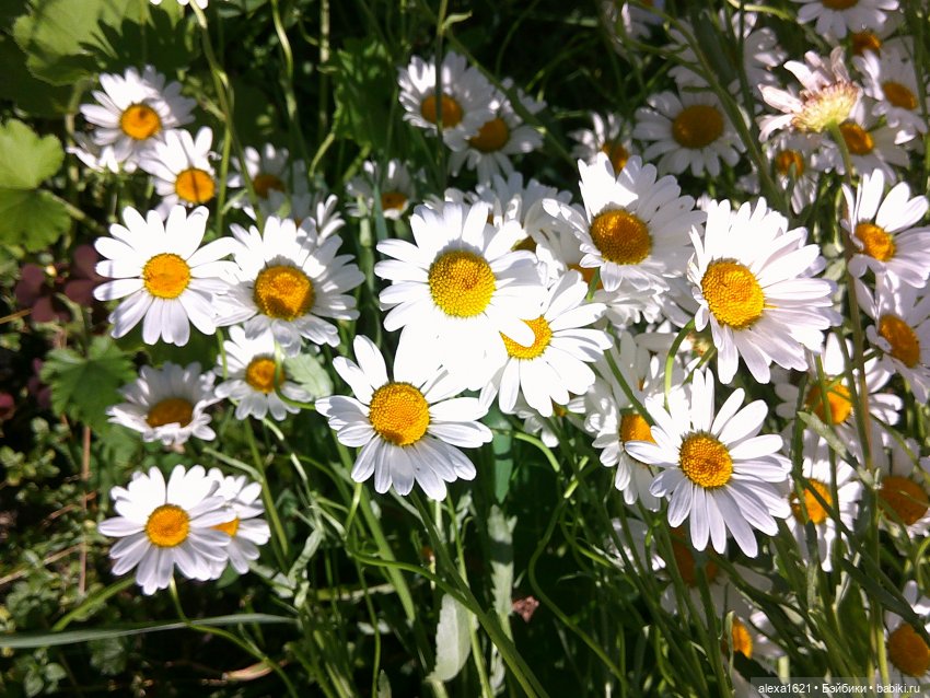 Шурочка (Аским) — Советские винтажные куклы (СССР): Ленигрушка