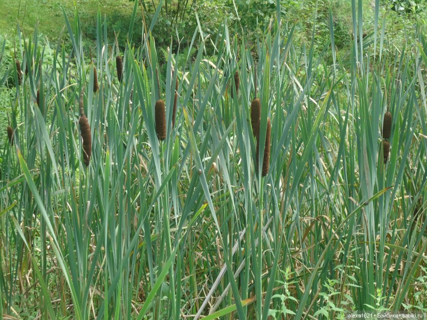 Рая - очей очарование — Советские винтажные куклы (СССР): Ленигрушка (фото 6)