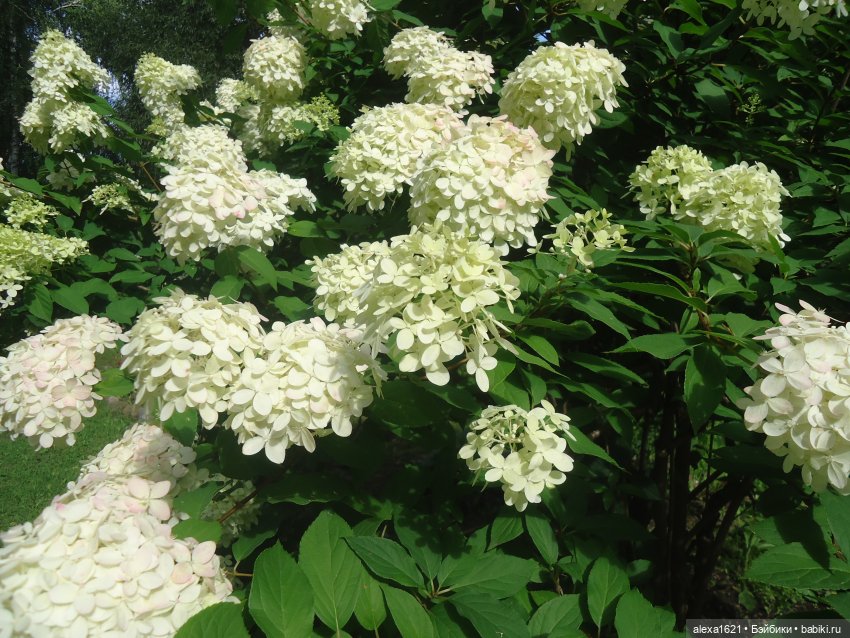 Рая - очей очарование — Советские винтажные куклы (СССР): Ленигрушка