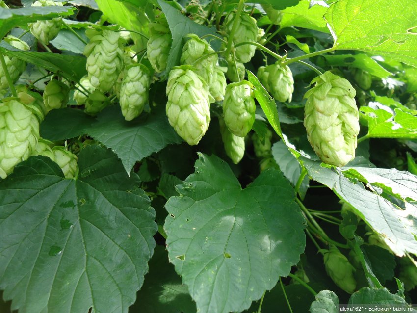 Павлик, мальчишка-шалунишка (фото 2)