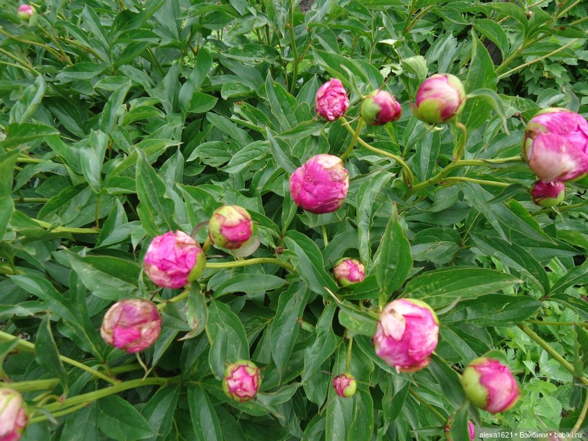 Загорочка — Советские винтажные куклы (СССР): Ленигрушка