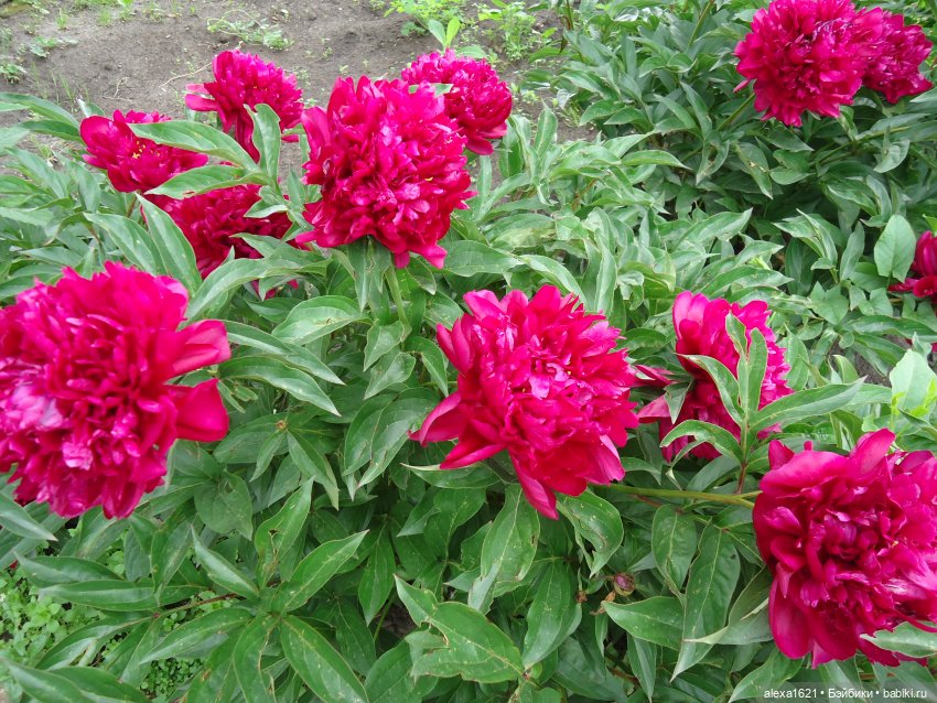 Загорочка — Советские винтажные куклы (СССР): Ленигрушка (фото 8)