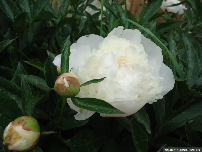 Загорочка — Советские винтажные куклы (СССР): Ленигрушка (фото 9)