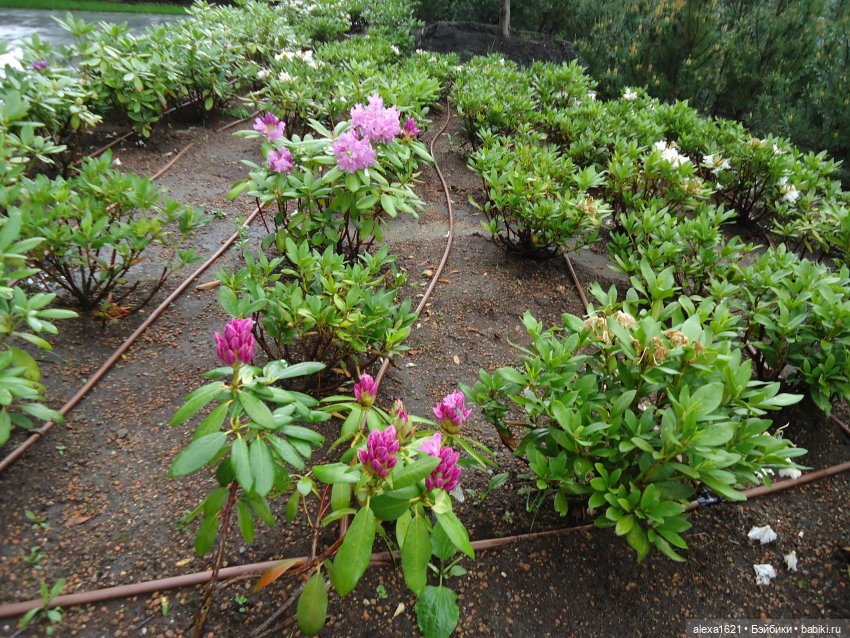 Путешествие Вовочки — Советские винтажные куклы (СССР): Ленигрушка