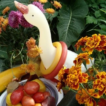 Гусь кольцеброс