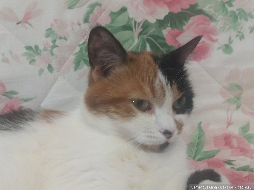 Дульсинея, которая кошка — В мире животных: смешные фото питомцев и зверей (фото 4)