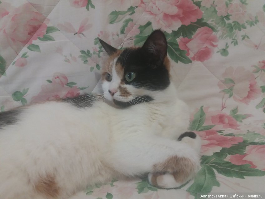 Дульсинея, которая кошка — В мире животных: смешные фото питомцев и зверей (фото 3)