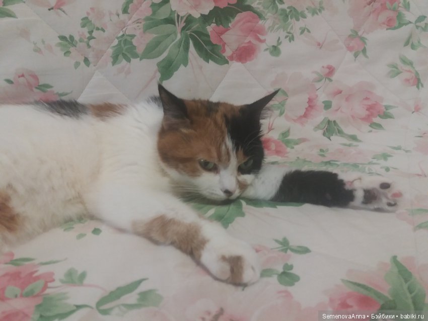 Дульсинея, которая кошка — В мире животных: смешные фото питомцев и зверей (фото 6)